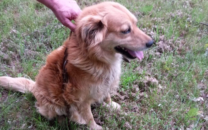 Zbiórka Uwolniony pies z łańcucha. - zdjęcie główne