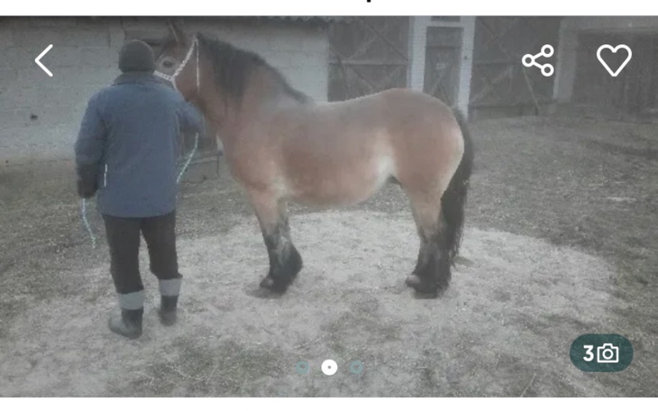 Zbiórka Klacz na mięso - zdjęcie główne