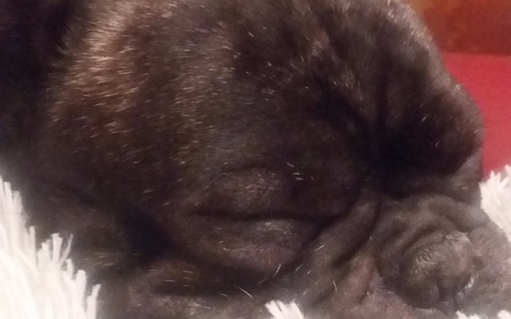 Zbiórka Operacja Stefana - zdjęcie główne