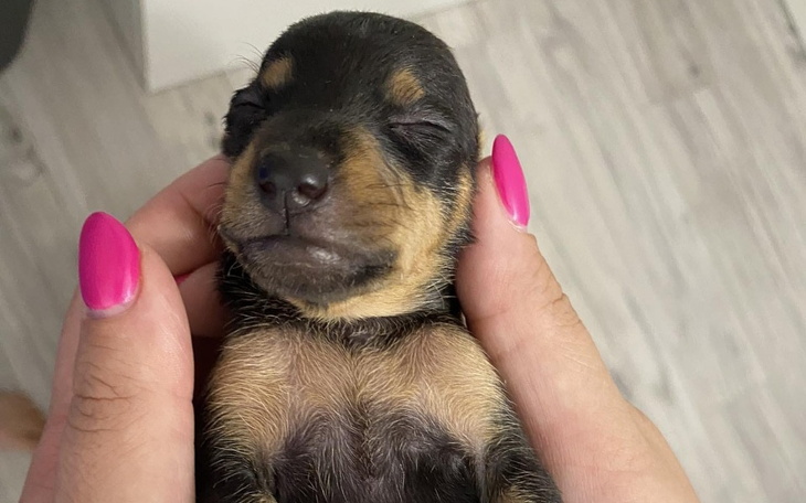 Zbiórka TikTok dla - Interwencji Judyty - zdjęcie główne