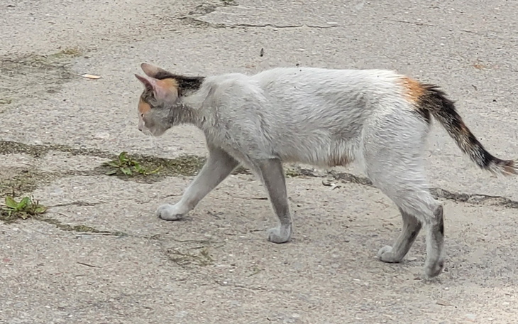 Kot spacerujący po ulicy, z szarym futrem i plamkami.