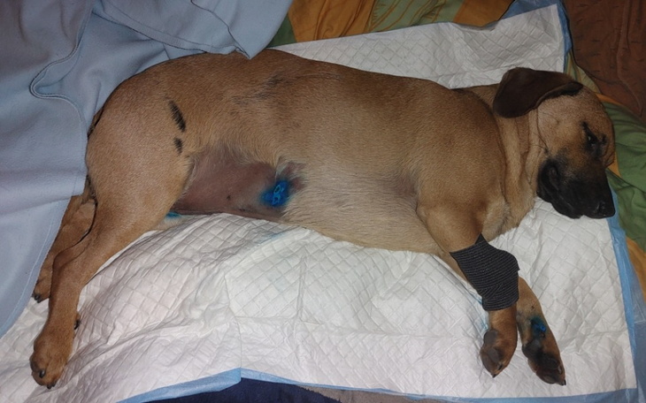 Zbiórka Pomóż wstać Fionie na łapy - zdjęcie główne