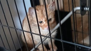 Zbiórka Dla nikomu niepotrzebnych kotków - miniaturka zdjęcia