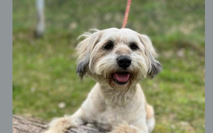 Szczęśliwy pies na smyczy, z uśmiechem na twarzy.