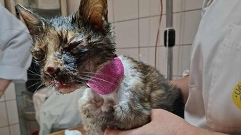 Zbiórka Kolejna faktura za leczenie - miniaturka zdjęcia