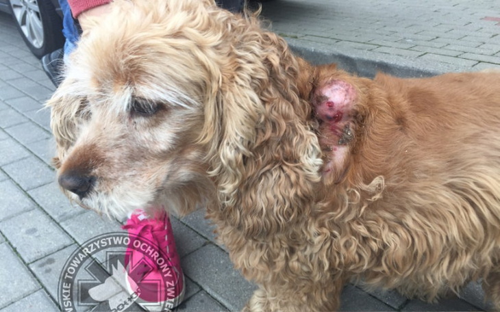 Zbiórka Wyciąć guz-lepsze życie Doris - zdjęcie główne