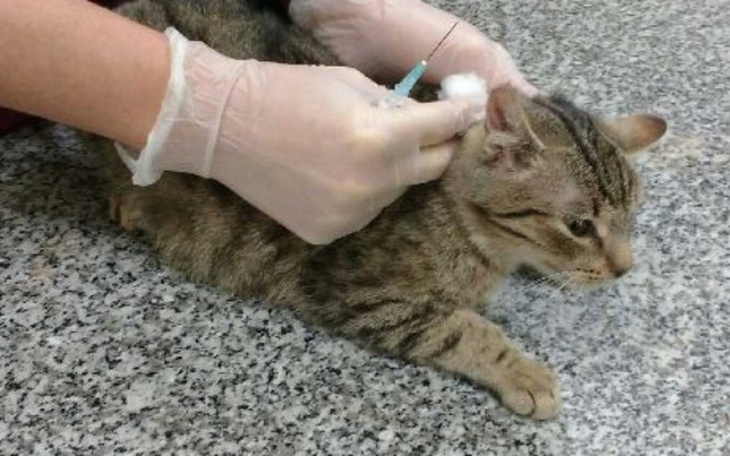 Zbiórka Kolejna walka z panleukopenią - zdjęcie główne