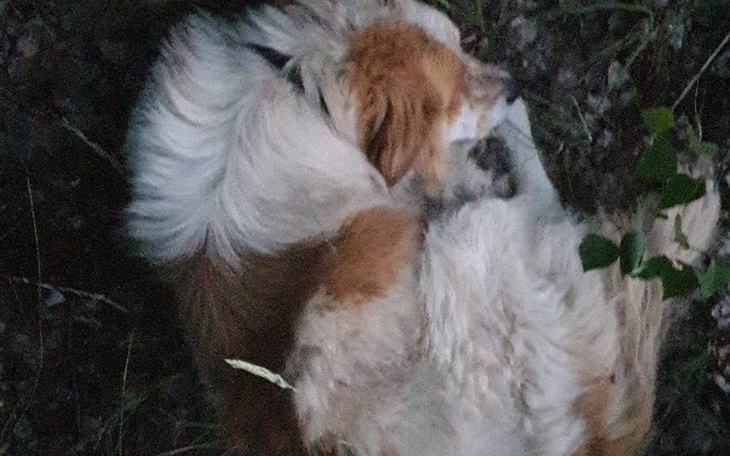 Zbiórka Umierał w polu. Pilnie operacja! - zdjęcie główne