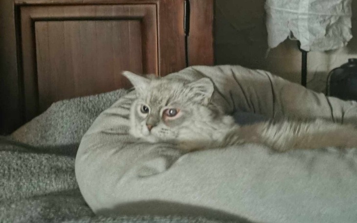 Zbiórka zaćma oka u mojego kota - zdjęcie główne