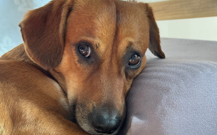 Pies leżący na kanapie, z wyrazem smutku.