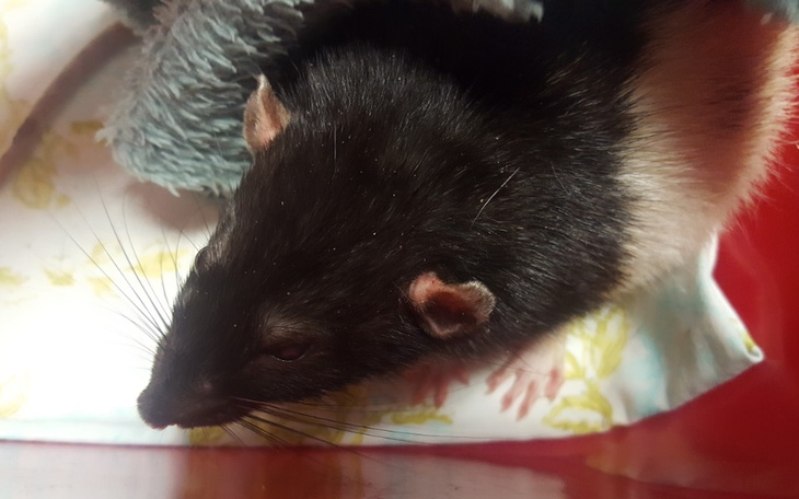 Zbiórka Prażynek - zdjęcie główne