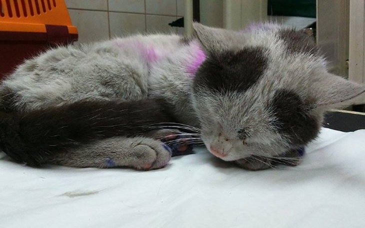 Śpiący kot z kolorowymi plamami na futrze.