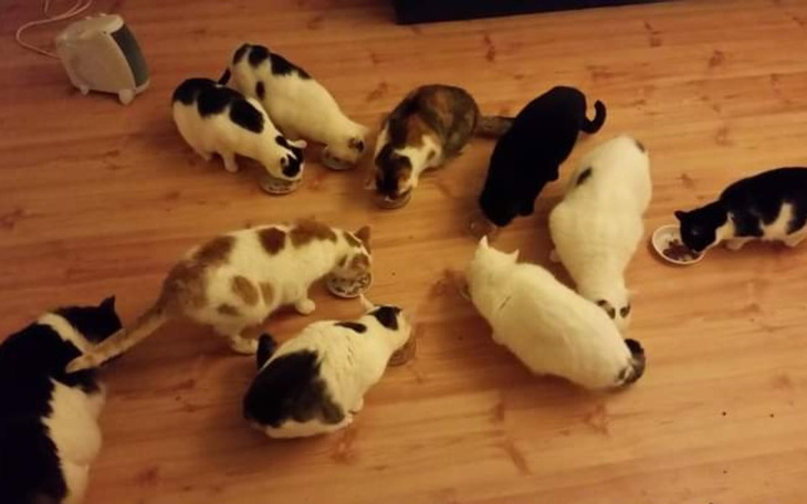 Zbiórka Żwirek pellet dla kotów - zdjęcie główne