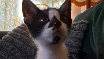 Zbiórka Na operację dla Gacusia - miniaturka zdjęcia