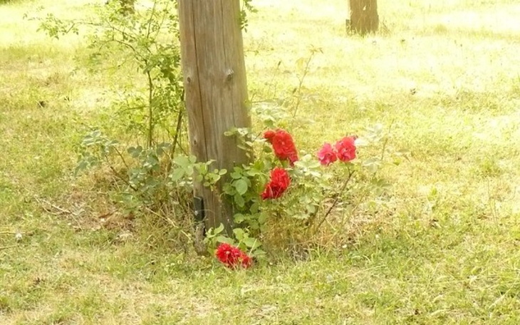 Zbiórka Pomoc wcześniakom - zdjęcie główne