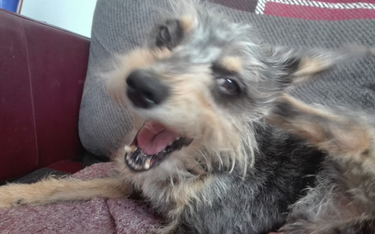 Pies z szerokim uśmiechem, bawiący się na trawie.