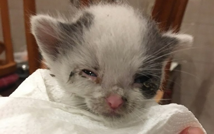 Zbiórka Kociaki z Witkowic k/Krakowa - zdjęcie główne