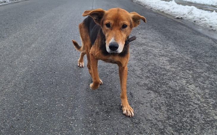 Pies spacerujący po drodze, z wyraźnym spojrzeniem.