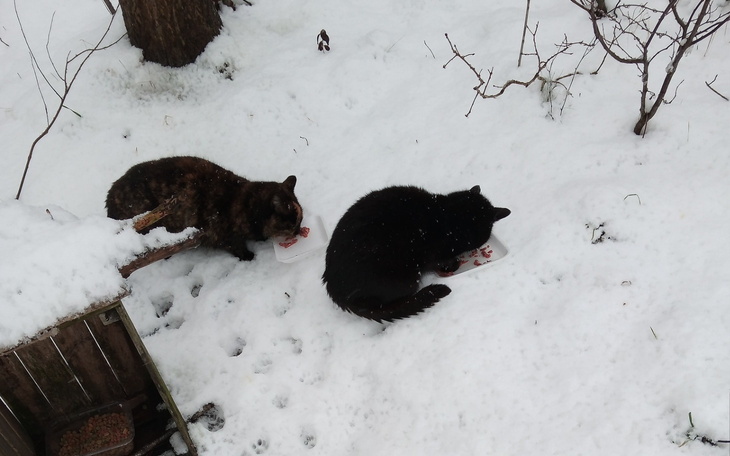 Dwa koty jedzące na śniegu, otoczone zimowym krajobrazem.