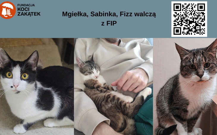 Trzy koty: Mgiełka, Sabinka i Fizz walczą z FIP.