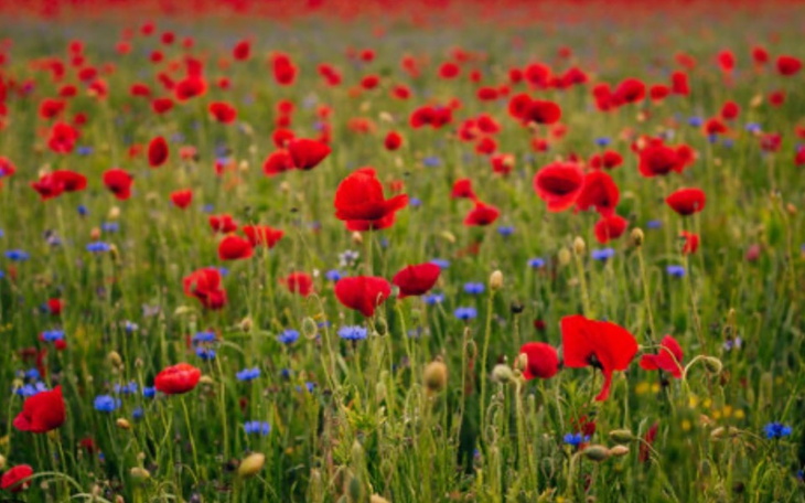 Pole maków w pełnym rozkwicie, z intensywnymi czerwonymi kwiatami.