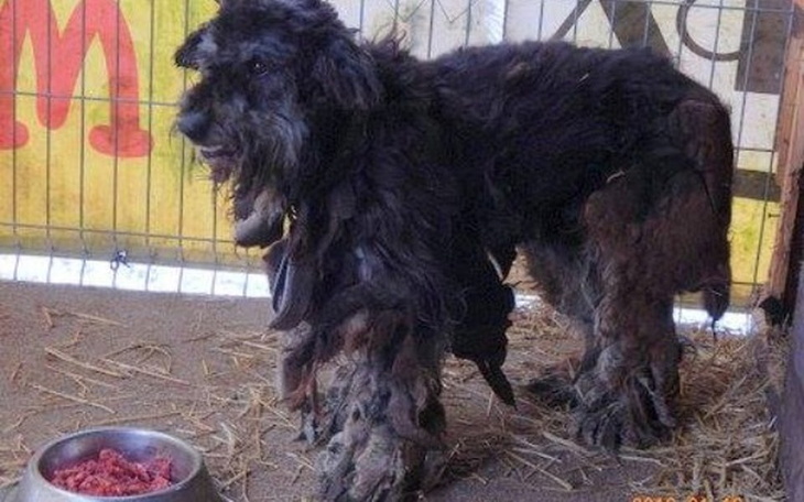 Czarny pies w złym stanie, czekający na pomoc.