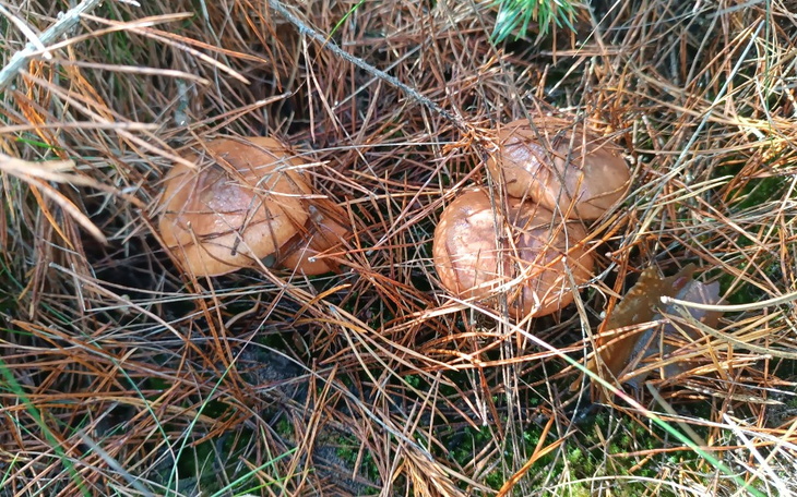 Zbiórka Proszę o pomoc dla 3 letni córki - zdjęcie główne