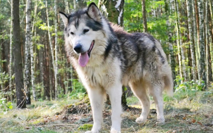 Pies rasy Alaskan Malamute w lesie, w pełnej okazałości.