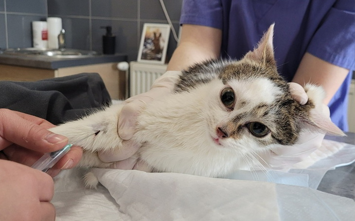 Zbiórka Ratujemy kolejne kocie życia - zdjęcie główne