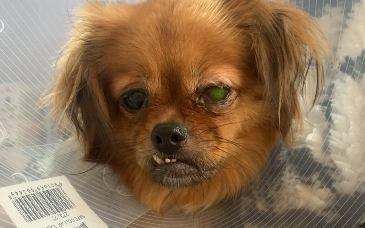 Zbiórka Zrzutka na zabieg oka dla Miki - zdjęcie główne