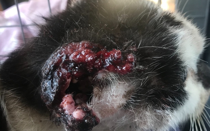 Zbiórka Ratujemy Milkę - zdjęcie główne