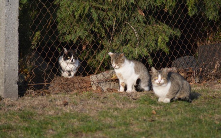 Zbiórka Zbiórka na leczenie - POMERDANI - zdjęcie główne