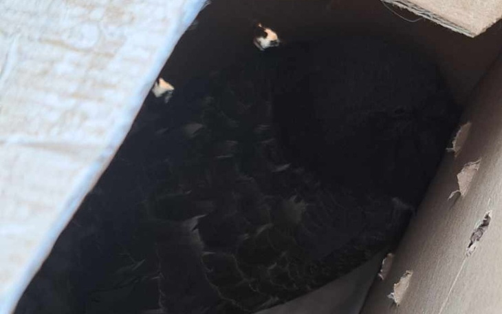 Zbiórka Gołąb w ciężkim stanie - zdjęcie główne