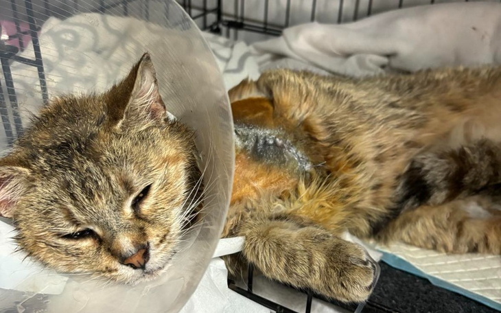 Zbiórka Pomagamy Rysi i Neckowi - zdjęcie główne