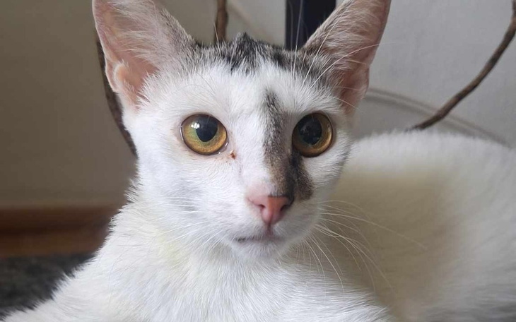 Zbiórka Nasz kot Filuś walczy o życie - zdjęcie główne