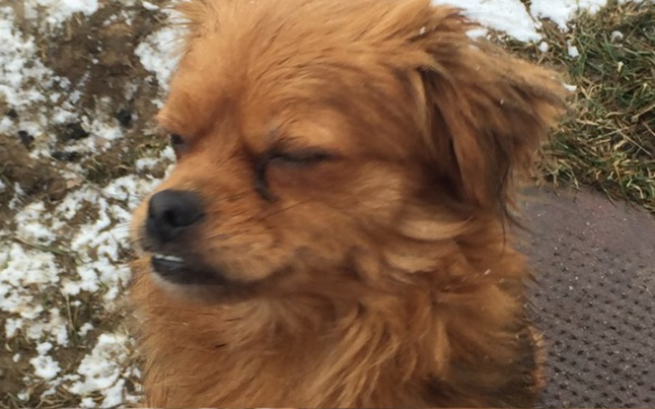 Zbiórka Wsparcie dla psow - zdjęcie główne