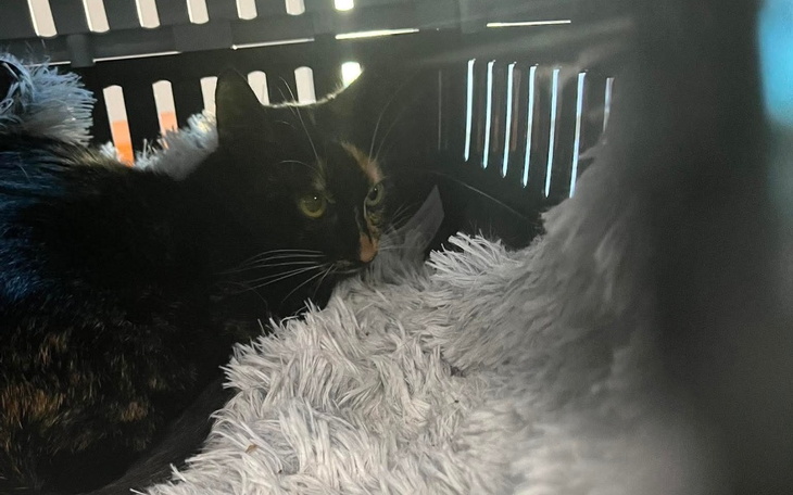 Kot w transporterze, gotowy do podróży.