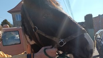 Zbiórka Ratujmy Olivię - miniaturka zdjęcia