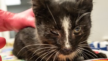 Zbiórka Ratunek dla Glindy - miniaturka zdjęcia