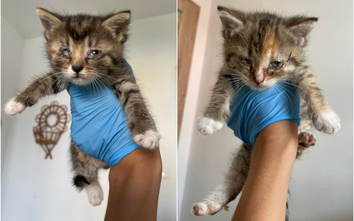 Zbiórka Ratujemy kocie maleństwa - zdjęcie główne