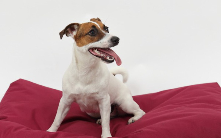 Zbiórka Mikołajkowa PAKA dla bezdomniaka - zdjęcie główne