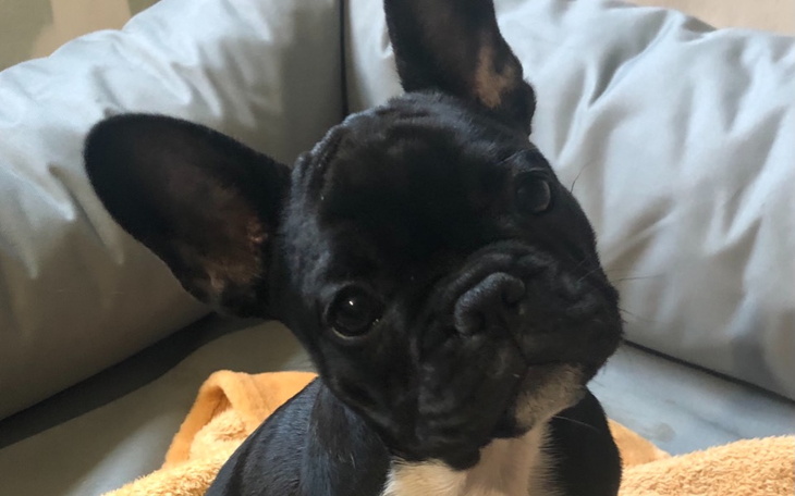 Słodki szczeniak rasy buldog francuski, patrzący w obiektyw.