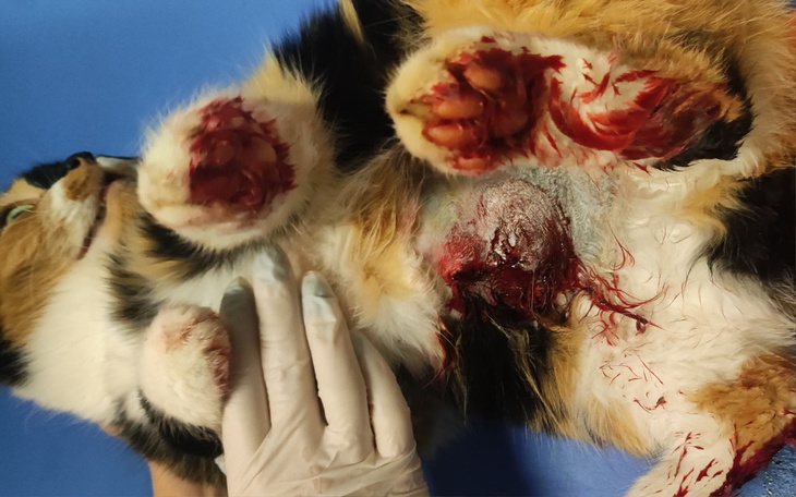 Zbiórka Zakrwawiony brzuszek kotuni - zdjęcie główne