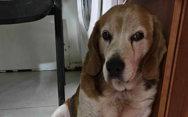 Beagle siedzący w kącie, z wyrazem smutku na twarzy.