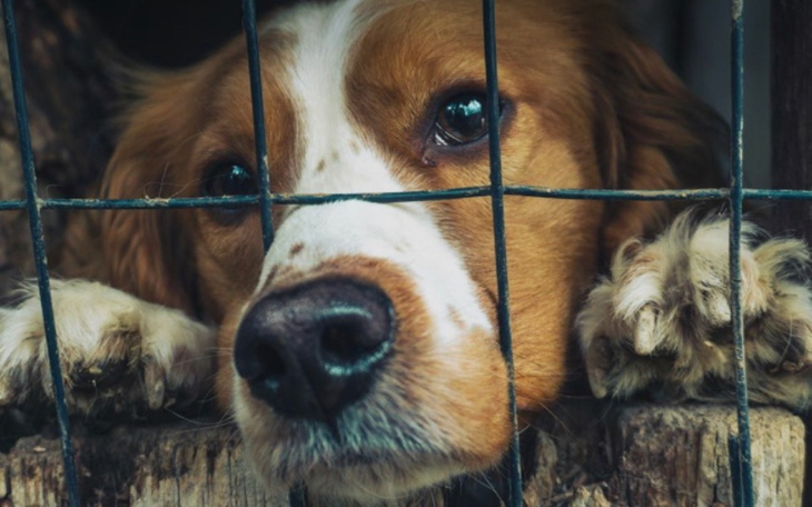 Zbiórka Zbiórka na zwierzęta - zdjęcie główne