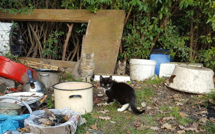 Zbiórka Kto kocha ten kastruje - zdjęcie główne