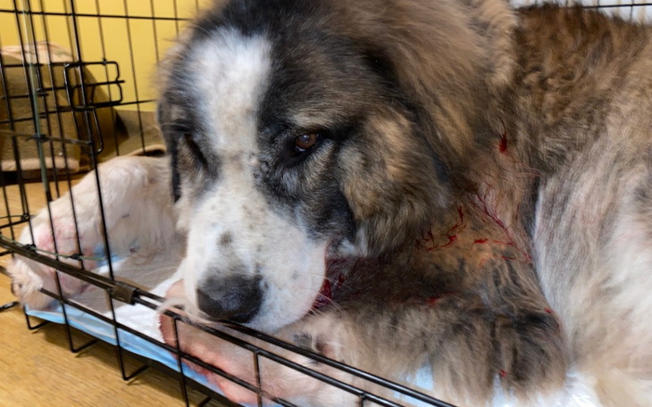 Zbiórka Pomoc dla Tristana - zdjęcie główne