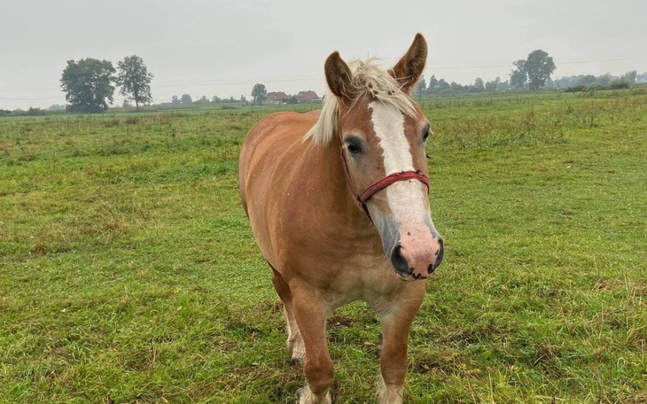Zbiórka Basia jedzie na śmierć - zdjęcie główne