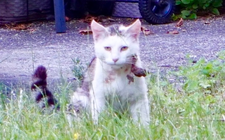 Zbiórka Kocurek z oderwanym policzkiem - zdjęcie główne