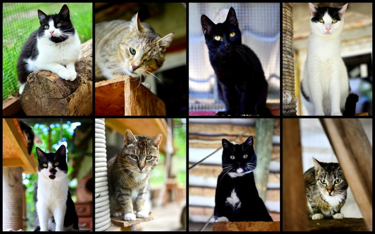 Zbiórka Leczenie kotów z Witniczki - zdjęcie główne